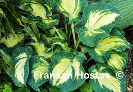 Hosta Golden Meadows